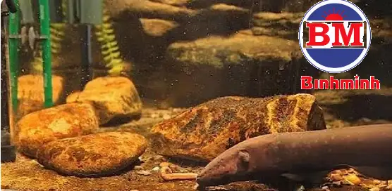 Cá điện Tê giác (Electric Eel)